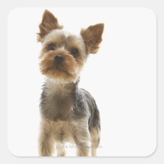 Sticker Carré Yorkshire Terrier (Devant)