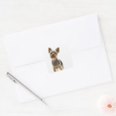 Sticker Carré Yorkshire Terrier (Enveloppe)
