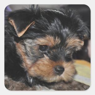 Sticker Carré Yorkshire Terrier