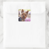 Sticker Carré Yorkshire Terrier (Sac)