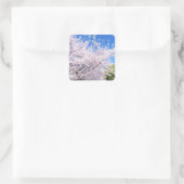Sticker Carré Yoshino Cherry (Sac)