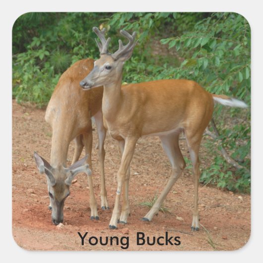 Sticker Carré Young Buck Whitetail Deer (Devant)