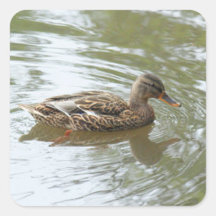 Sticker Carré Young Mallard Duck - Roath Park Lake, Cardiff, UK