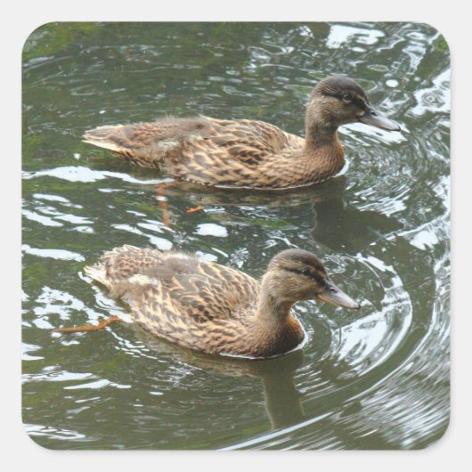 Sticker Carré Young Mallard Ducks (Devant)