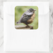 Sticker Carré Young Robin (Sac)