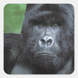 Sticker Carré Zaïre, Parc national des Virunga. Portrait de