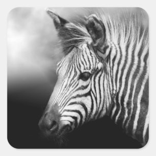 Sticker Carré Zebra Foal