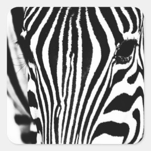 Sticker Carré Zebra portrait noir et blanc