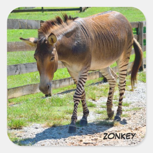 Sticker Carré Zonkey partie Zebra et Donkey (Devant)