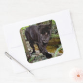 Sticker Carré Zoo de Belize City. Panthère noire (Enveloppe)