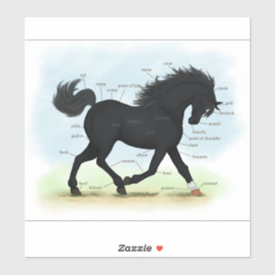 Sticker Carte d'anatomie équestre du cheval de beauté noir