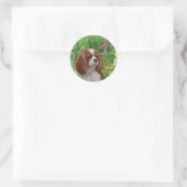 Sticker Cavalier King Charles Spaniel (Sac)