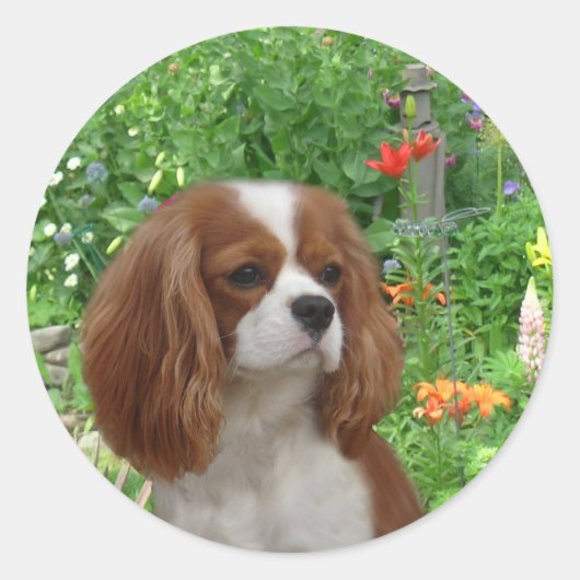 Sticker Cavalier King Charles Spaniel (Devant)
