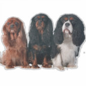 Sticker Cavalier King Charles Spaniel Chien Chien Chien Ch (Devant)