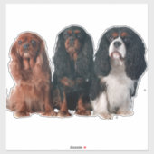 Sticker Cavalier King Charles Spaniel Chien Chien Chien Ch (Feuille)