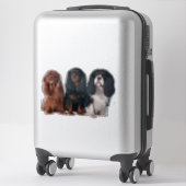 Sticker Cavalier King Charles Spaniel Chien Chien Chien Ch (Sur valise)