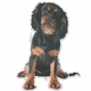 Sticker Cavalier King Charles Spaniel Chien Chien Chien Ch