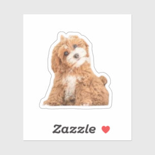 Sticker Cavapoo Cavoodle Cockerpoo Chien de concepteur de 