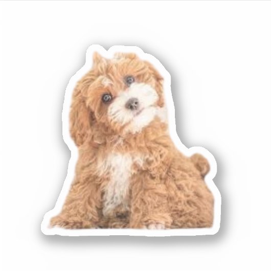 Sticker Cavapoo Cavoodle Cockerpoo Chien de concepteur de  (Devant)