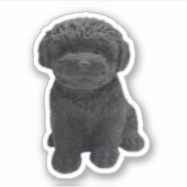 Sticker Cavapoo Cavoodle Cockerpoo Chien noir chiot (Devant)
