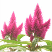 Sticker Celosia argentea (Devant)
