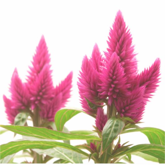 Sticker Celosia argentea (Devant)