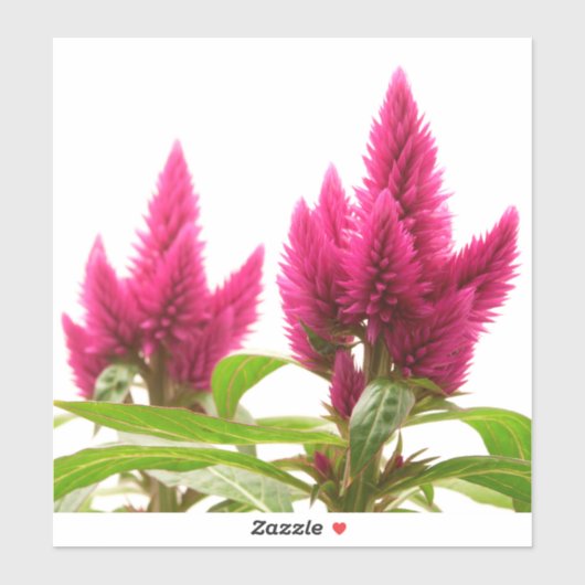 Sticker Celosia argentea (Feuille)