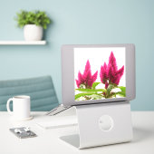 Sticker Celosia argentea (Ordinateur portable sur le bureau)