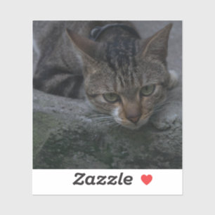 Sticker Chat gris
