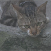 Sticker Chat gris (Devant)