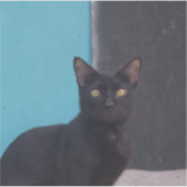 Sticker Chat noir surpris (Devant)