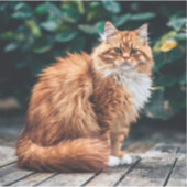 Sticker Chat perse orange (Devant)