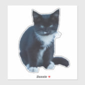 Sticker Chaton noir et blanc Tuxedo assis et regardant (Feuille)