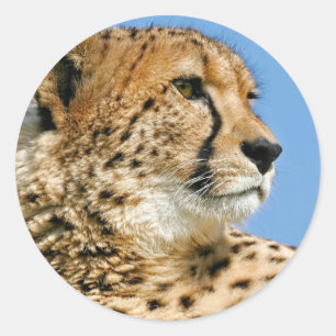 Sticker Cheetah