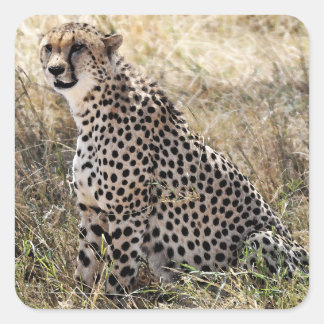 Sticker Cheetah 2