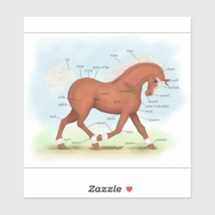 Sticker Cheval Sorrel Avec Pony Pony Equine Anatomie Graph