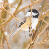 Sticker Chickadee au plafond noir - Photo originale (Devant)