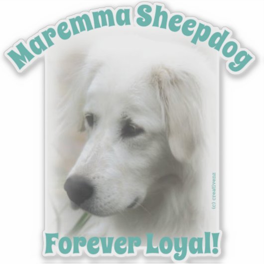 Sticker Chien à mouton Maremma Forever Loyal transparent a (Devant)