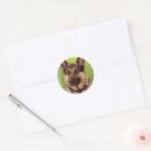 Sticker chien berger (Enveloppe)