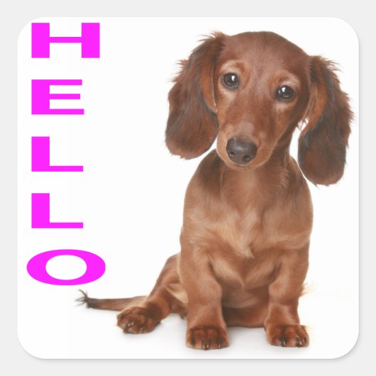 Sticker Chien Chien Chien Chien Chien Chien Chien  (Devant)