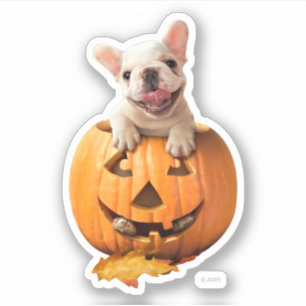 Sticker Chien dans Jack-o-Lantern