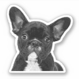 Sticker Chien-taureau français noir et blanc