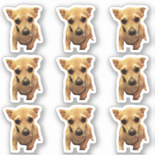 Sticker Chiens Chihuahua Mignons 4Carly
