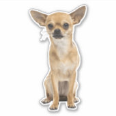 Sticker chihuahua (Devant)