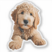 Sticker Chiot de Doodle Doré (Devant)