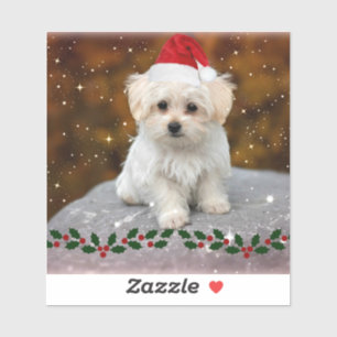 Sticker Chiot maltais à Noël