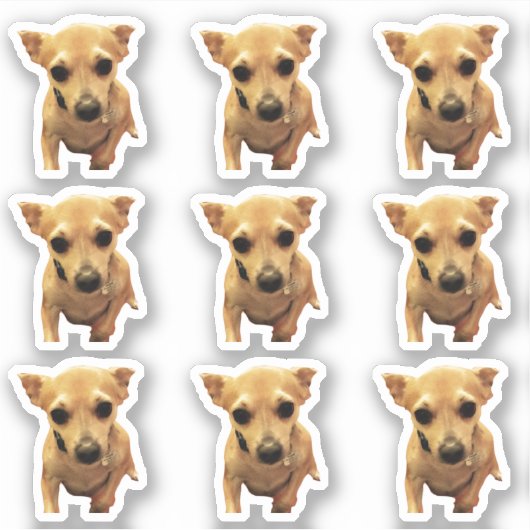 Sticker Chiots Chihuahua Mignons 4Carly (Devant)
