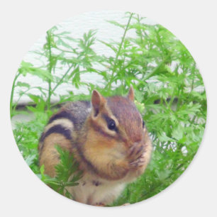 Sticker Chipmunk