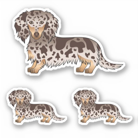 Sticker Chocolat Et Tan Dapple Cheveux Longue Chiens (Devant)