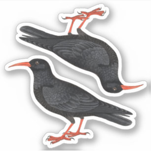 Sticker Choughs à bec rouge naturaliste (fL) - Contour